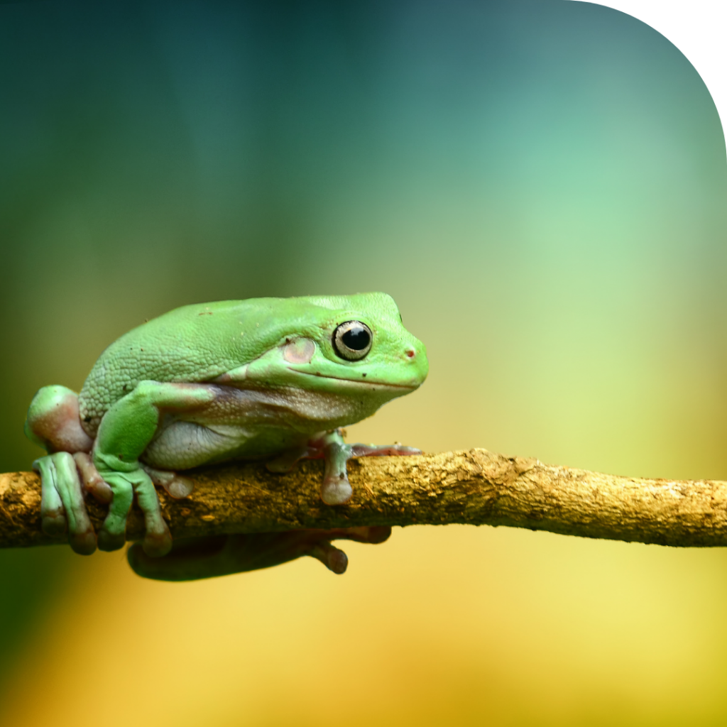Swallow The Frog