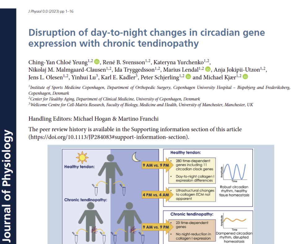 Circadian Tendon Injury