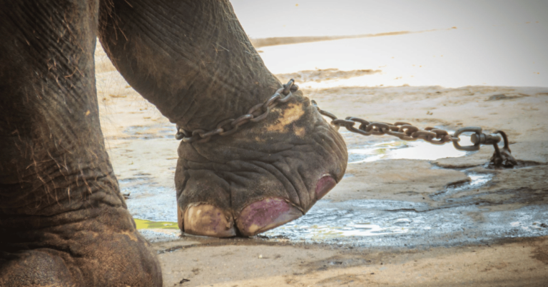 Kaavan